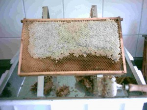 honigernte_04