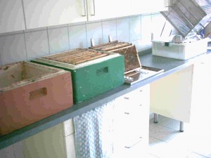 honigernte_07